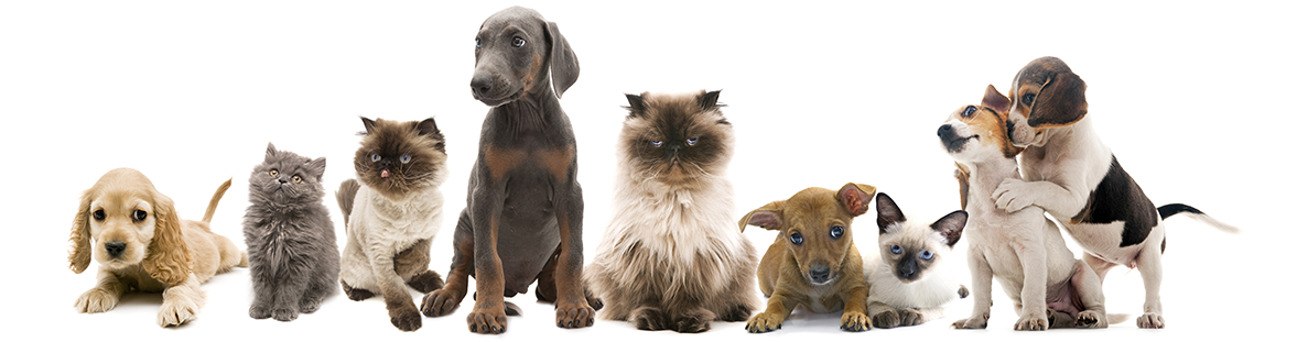 Animal Hospital in Lewisville: Pets Sitting Together