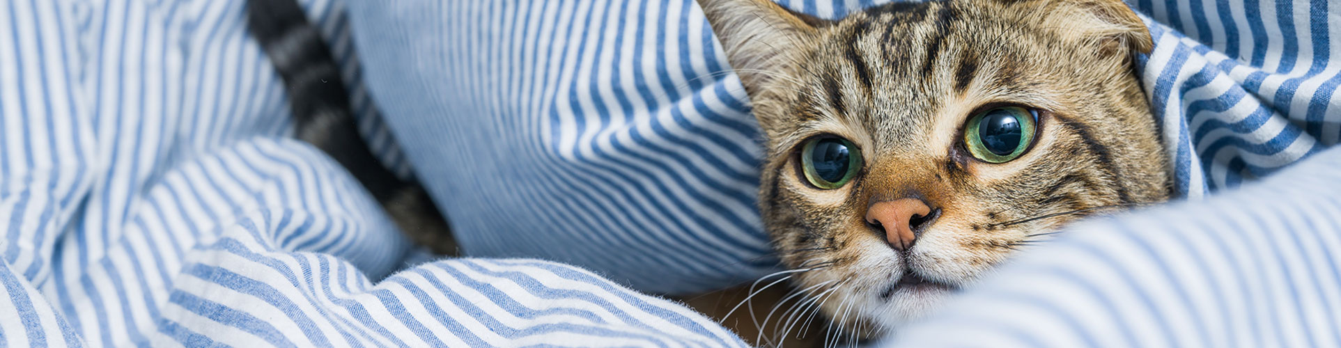 cat-hiding-in-pillows
