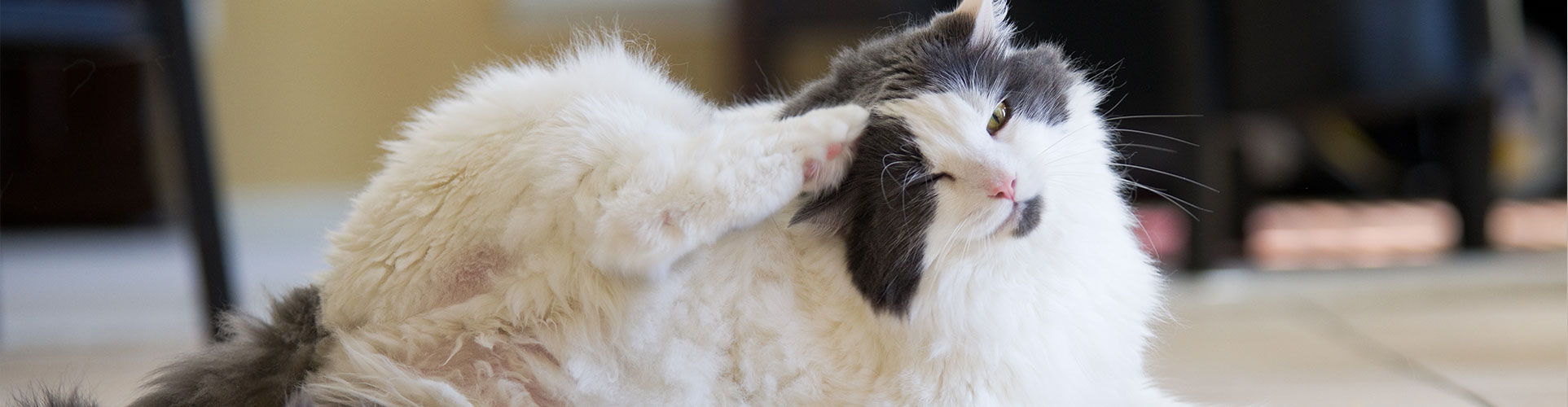 Pet Dermatology in Lewisville: Cat Scratching Ear