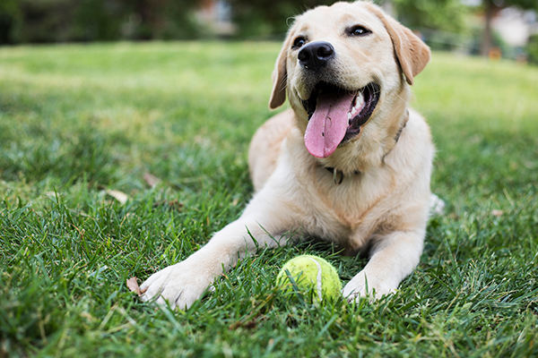 dog-with-ball-in-grass