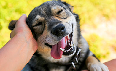 Spay and Neuter in Lewisville: Smiling Dog