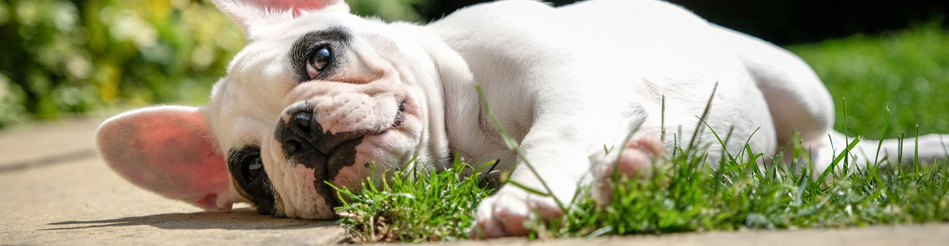 puppy-laying-in-grass
