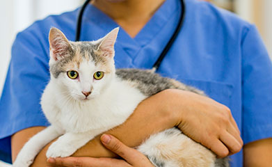 Spay and Neuter in Lewisville: Veterinarian Holding Cat