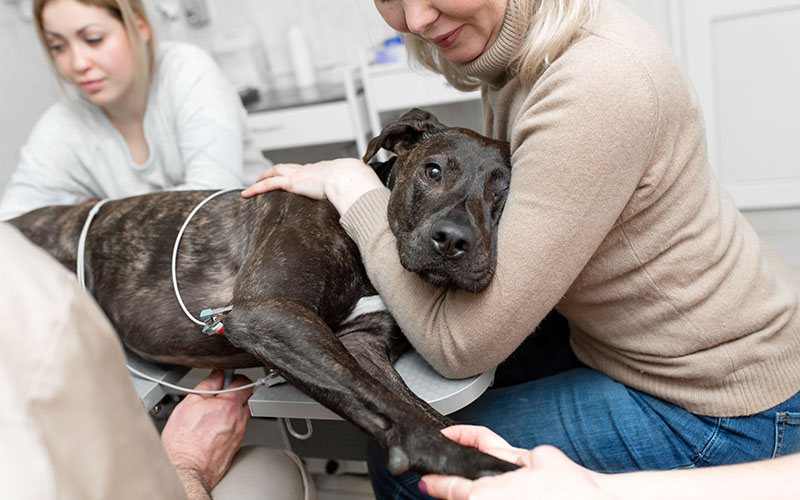Dnepr / Ukraine - 03.14.2019: Owner hold down black dog during ultrasound exam in pet clinic.